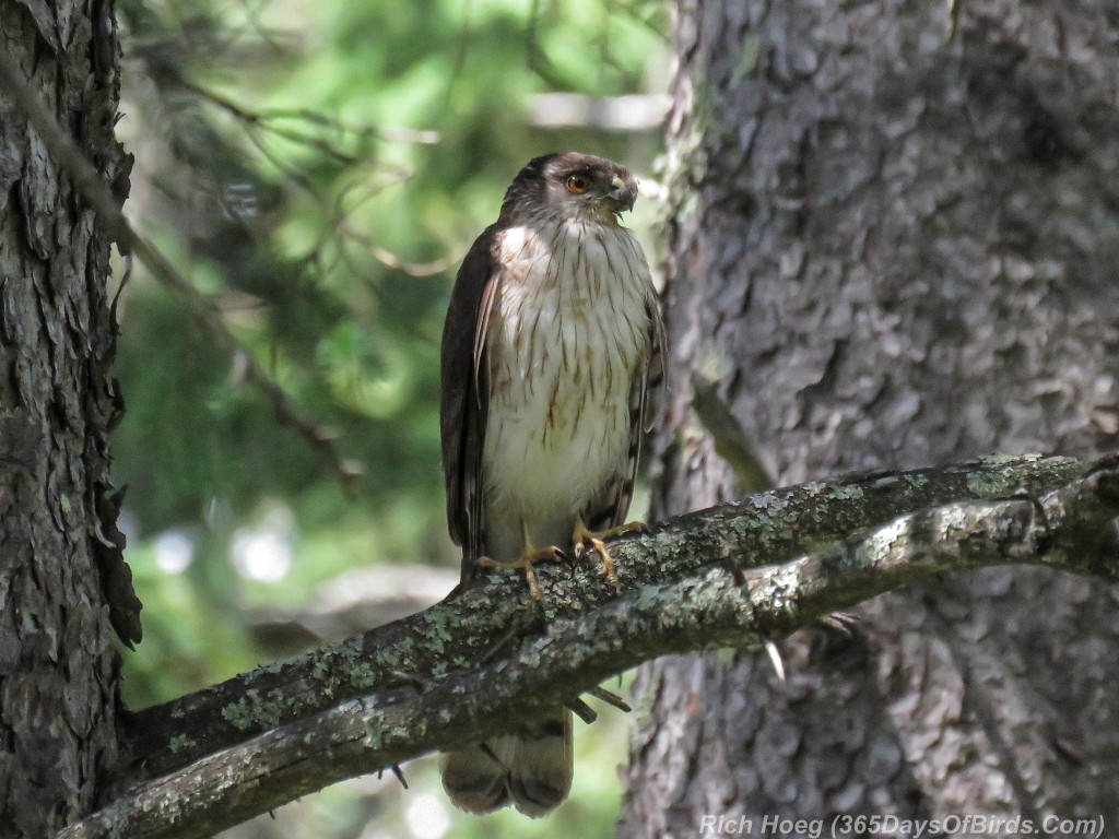 Y2-M07-Sherburne-Sharp-Shinned-Hawk-1