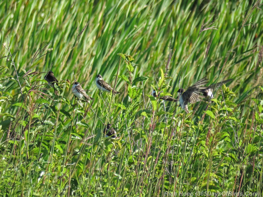 Y2-M07-Sherburne-Tree-Swallows