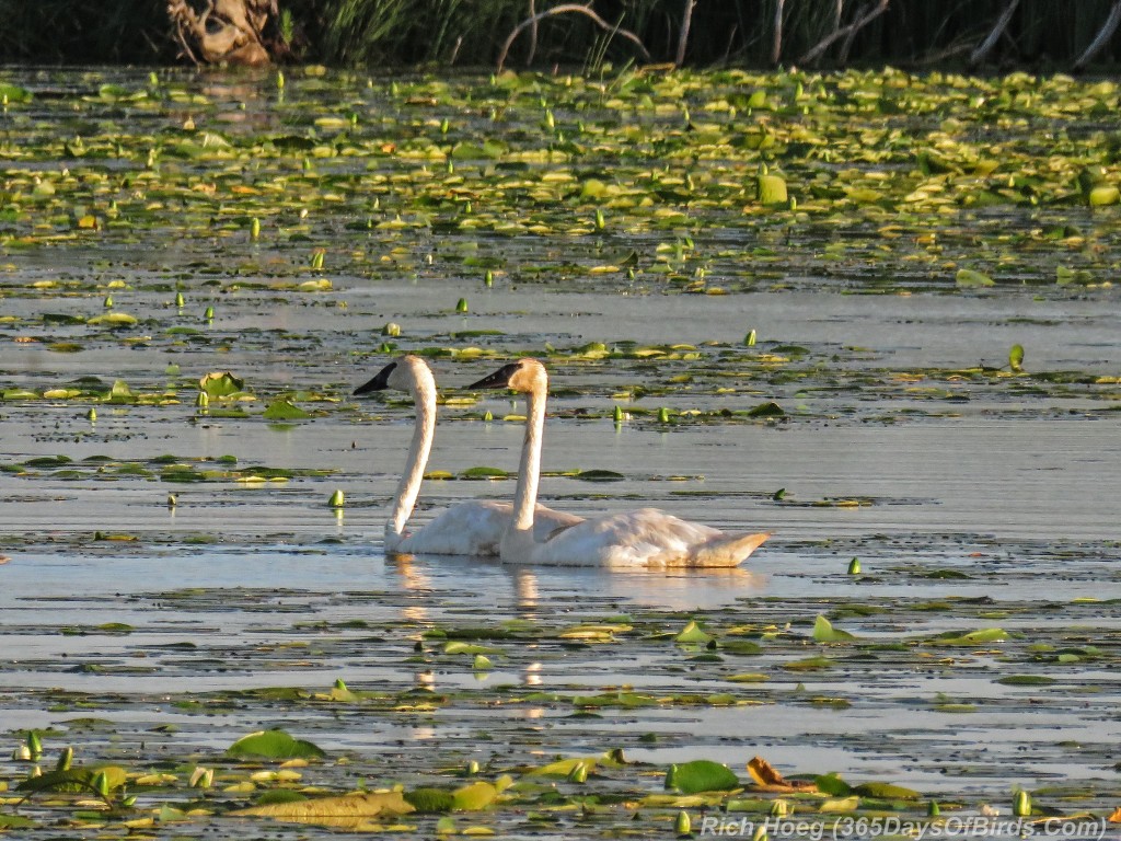 Y2-M07-Sherburne-Trumpeter-Swans