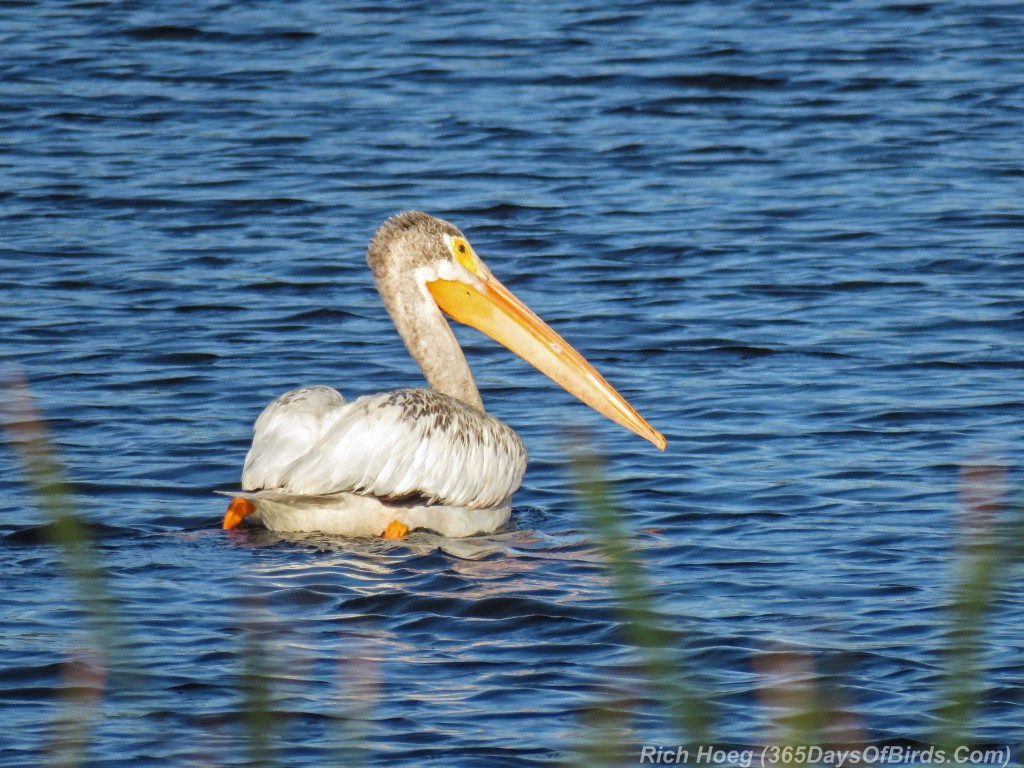 Y2-M07-Sherburne-White-Pelican