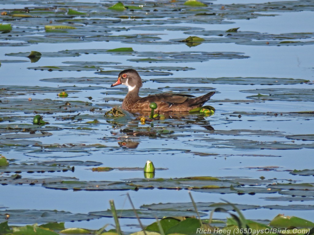 Y2-M07-Sherburne-Wood-Duck