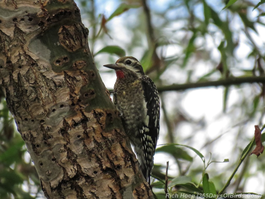 Y2-M07-Yellow-Bellied-Sapsucker-Juvenile-01