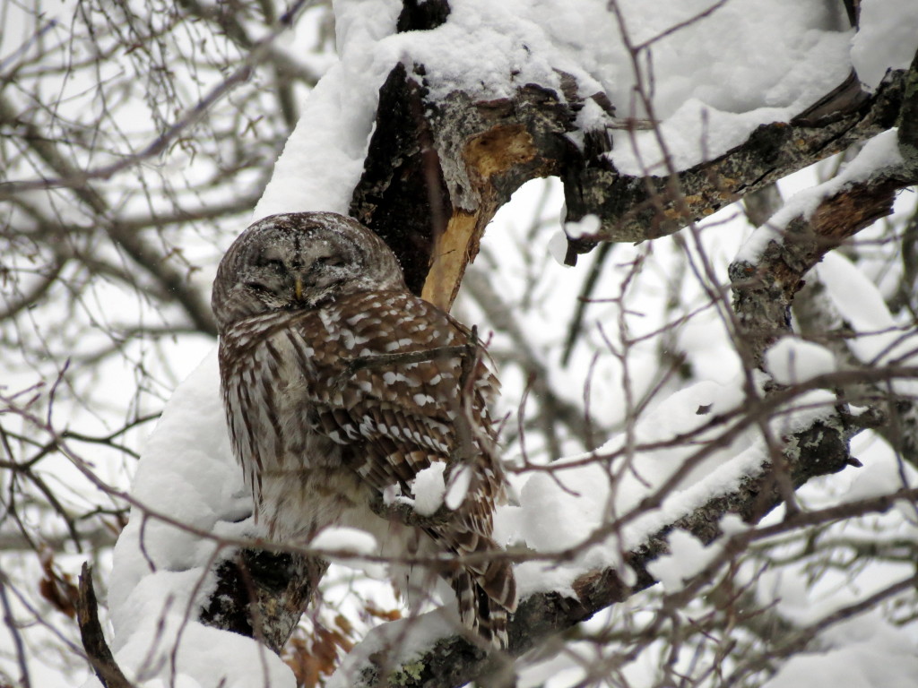 Barred-Owl