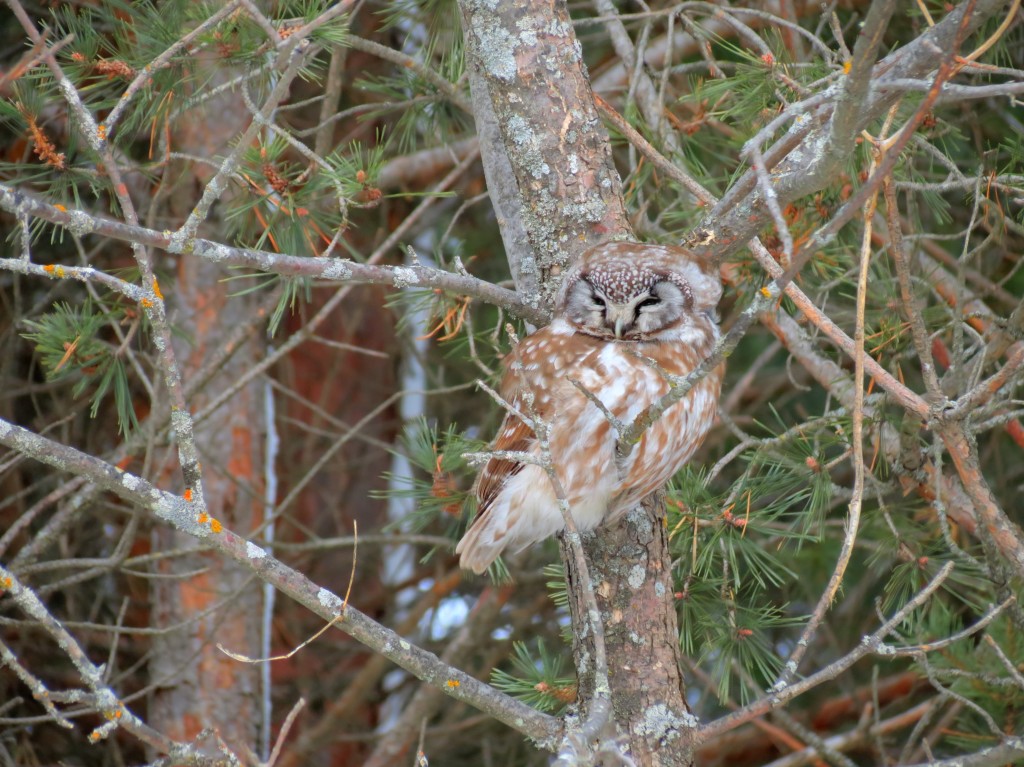 Boreal-Owl-HDR