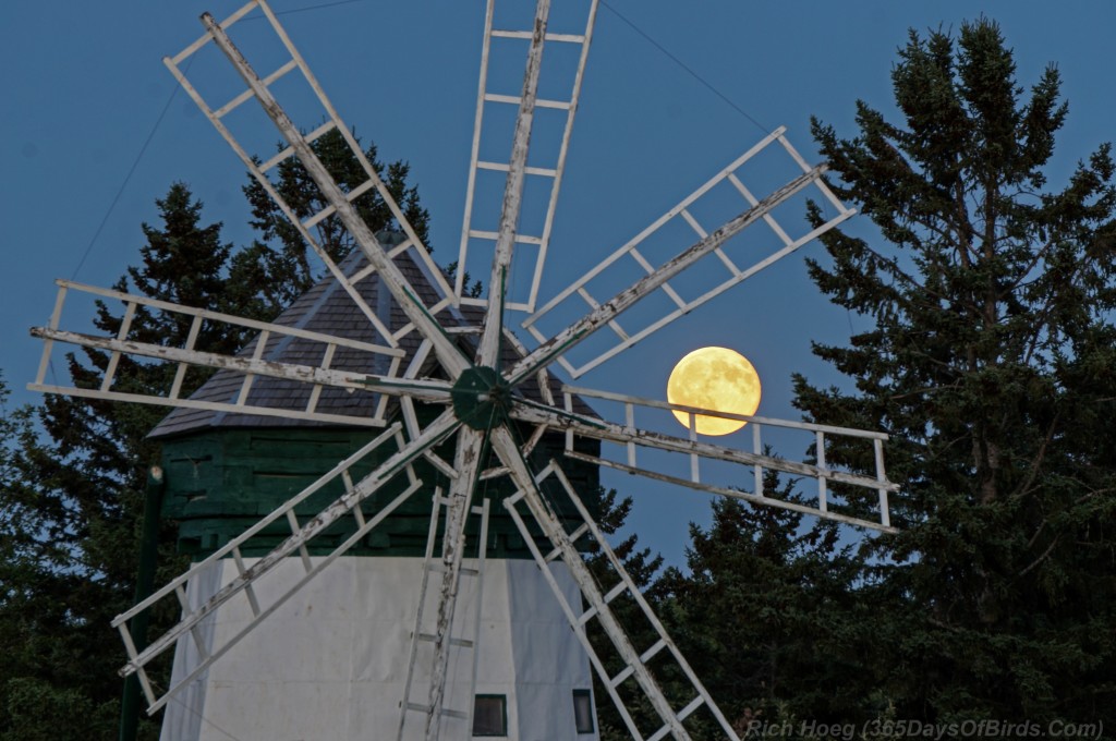 Davidson-Windmill-Blue-Moon