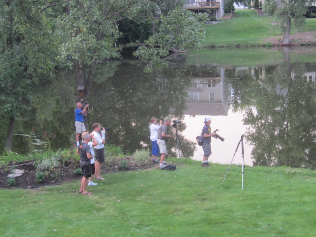 Heron-Backyard-Birding