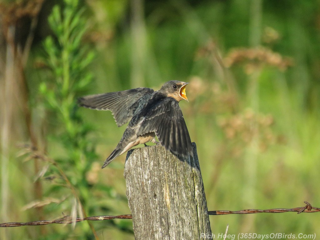 Y2-M08-Barn-Swallow