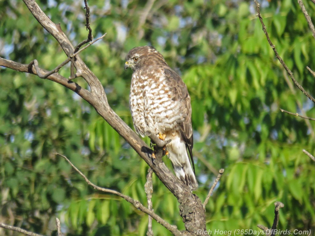 Y2-M08-Broad-Winged-Hawk-1