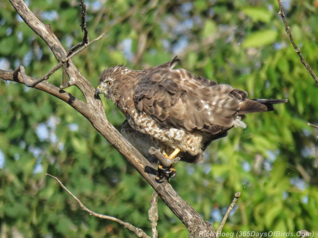 Y2-M08-Broad-Winged-Hawk-2