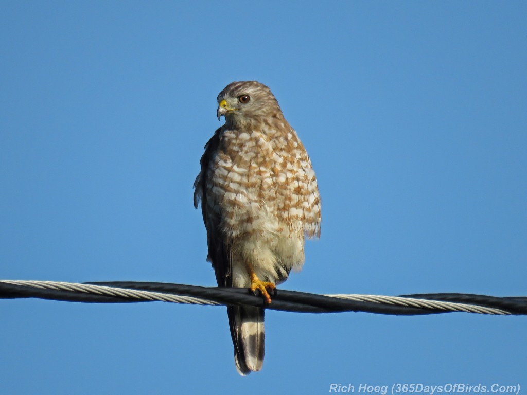 Y2-M08-Broad-Winged-Hawk-3