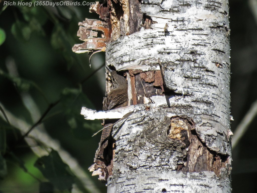 Y2-M08-House-Wren-1