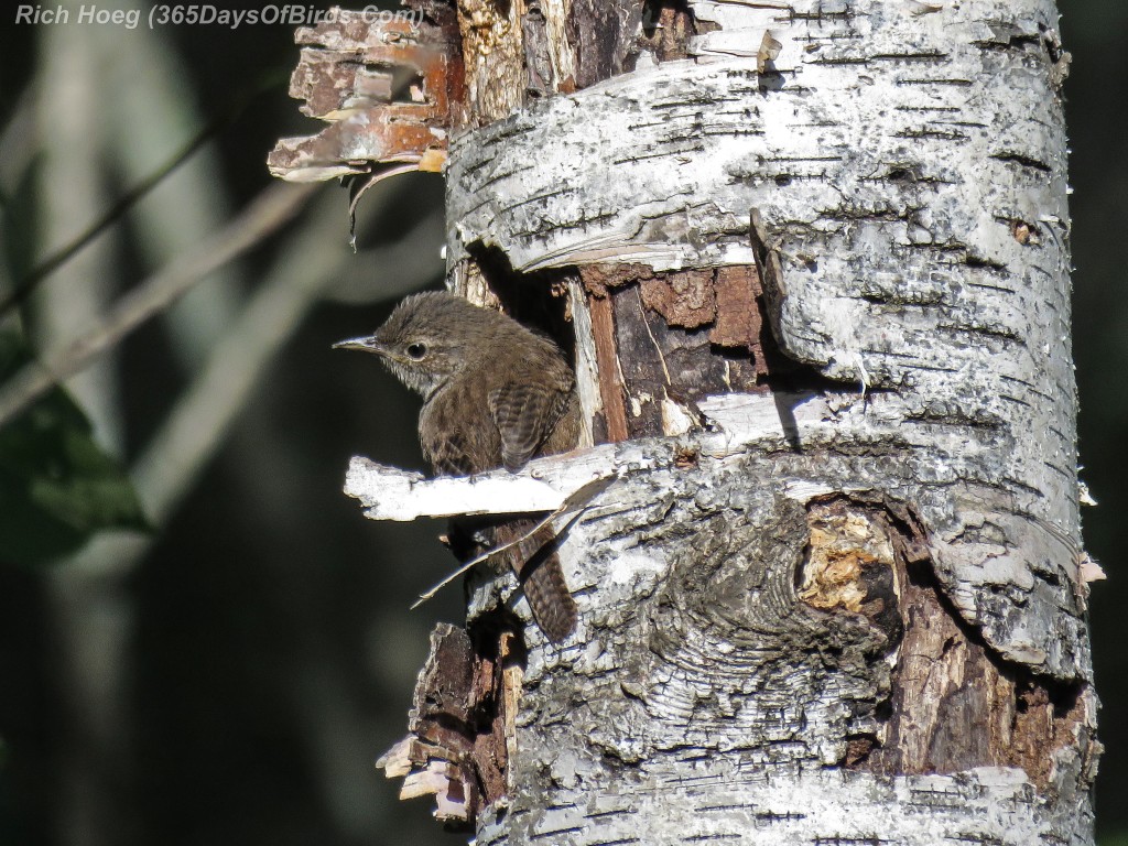 Y2-M08-House-Wren-2