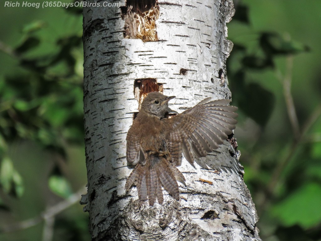 Y2-M08-House-Wren-3