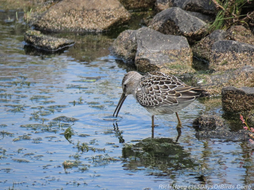 Y2-M08-Stilt-Sandpiper-3