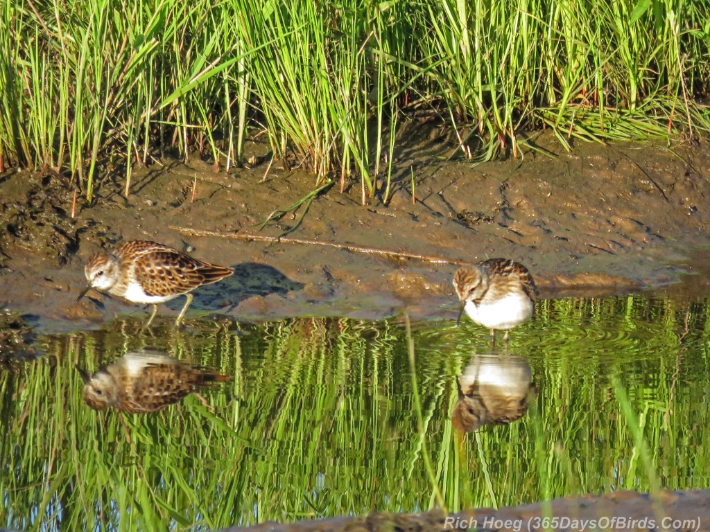 Y2-M08-Least-Sandpipers-Duo-3