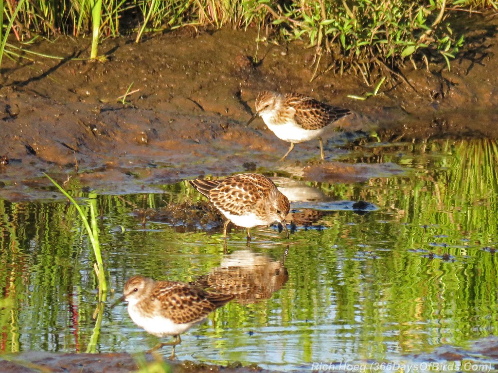 Y2-M08-Least-Sandpipers-Trio-b