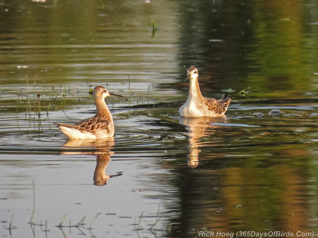 Y2-M08-Park-Point-AM-Wilsons-Phalarope-Meeting