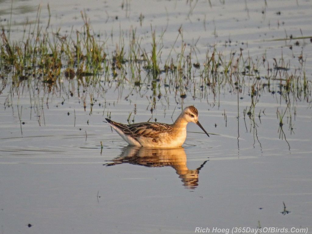 Y2-M08-Park-Point-AM-Wilsons-Phalarope-Reflection