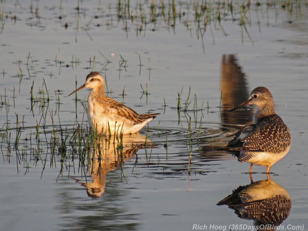 Y2-M08-Park-Point-AM-Wilsons-Phalarope-Yellowleg-2