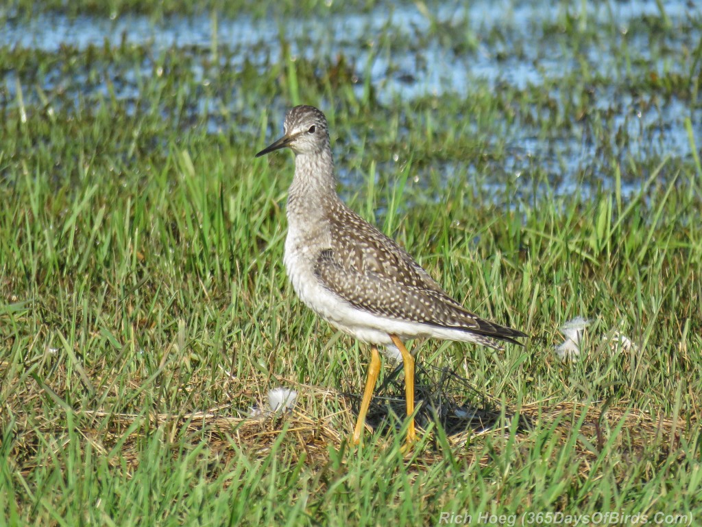 Y2-M08-Park-Point-Evening-Light-Lesser-Yellowlegs-1