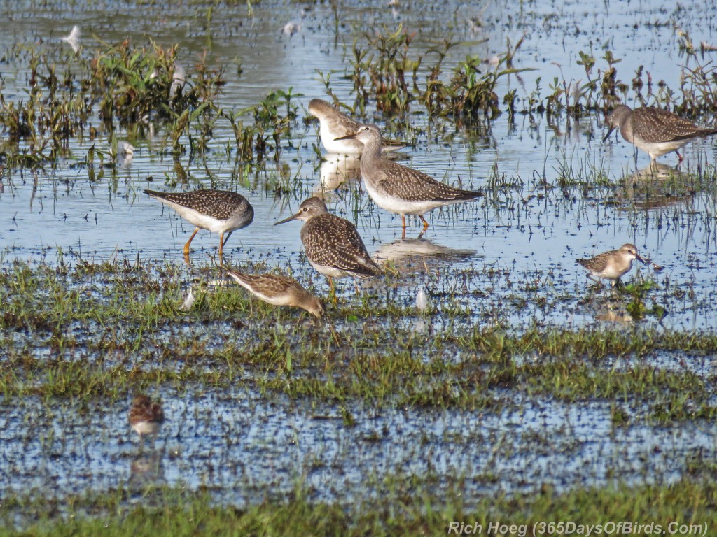 Y2-M08-Park-Point-Evening-Light-Lesser-Yellowlegs-2