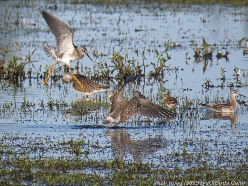 Y2-M08-Park-Point-Evening-Light-Lesser-Yellowlegs-3-Food-Fight