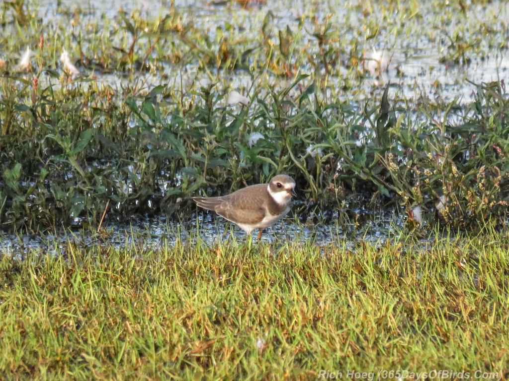 Y2-M08-Park-Point-Evening-Light-Semipalmated-Plover