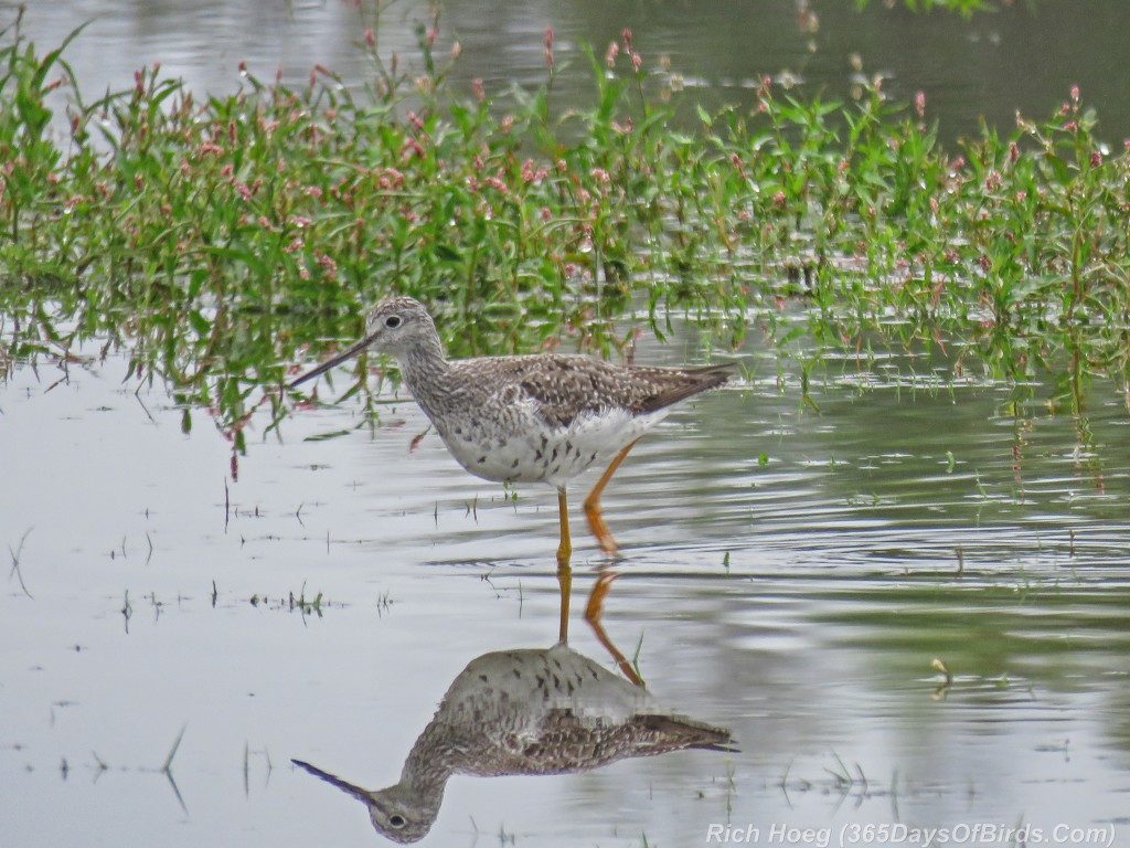 Y2-M08-Park-Point-Greater-Yellowlegs-2