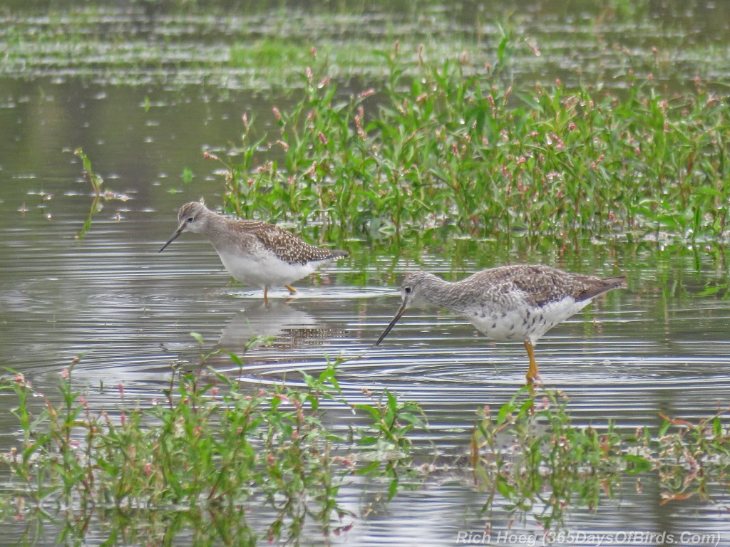 Y2-M08-Park-Point-Solitary-Sandpiper-and-Greater-Yellowlegs-1