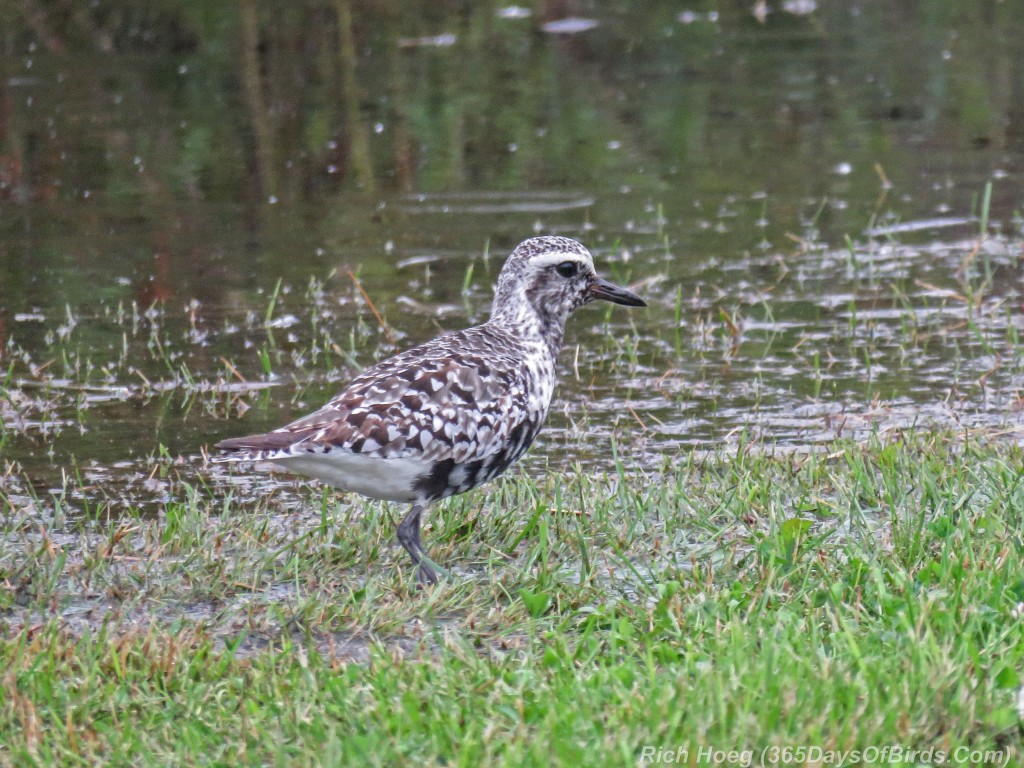 Y2-M08-ParkPoint-American-Golden-Plover-1