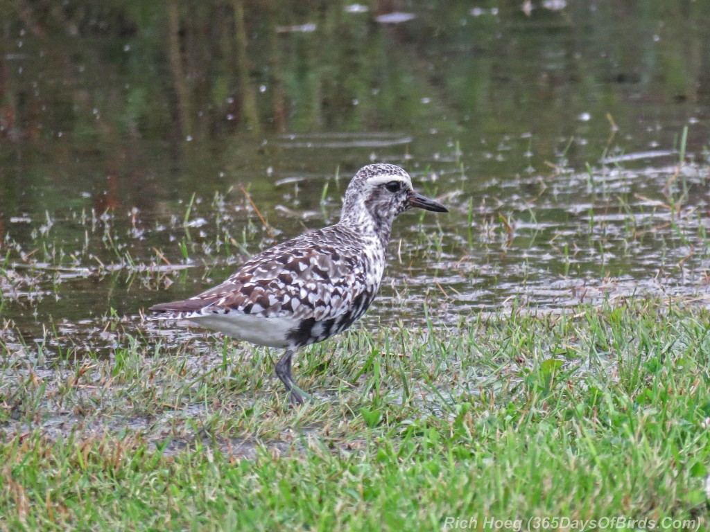 Y2-M08-ParkPoint-American-Golden-Plover-1