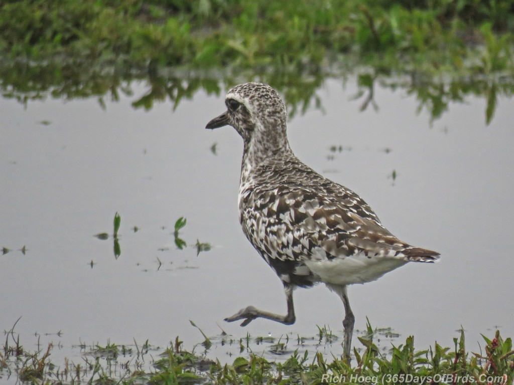 Y2-M08-ParkPoint-American-Golden-Plover-4