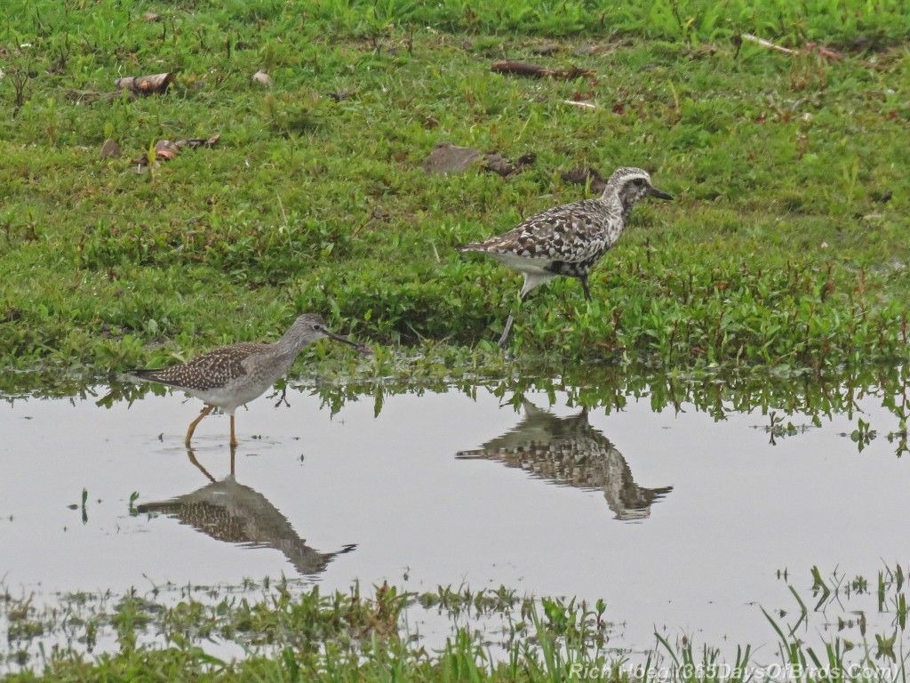 Y2-M08-ParkPoint-American-Golden-Plover-and-Lesser-Yellowlegs