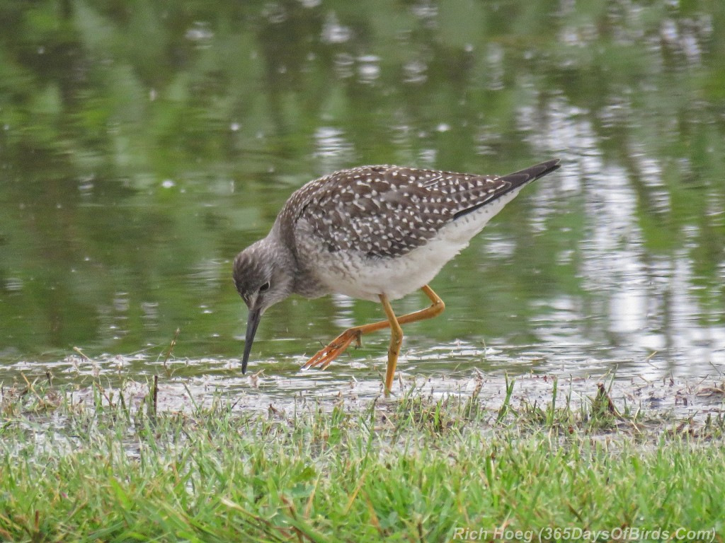 Y2-M08-ParkPoint-Lesser-Yellowlegs-0