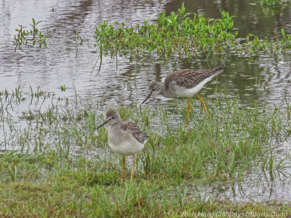 Y2-M08-ParkPoint-Lesser-Yellowlegs-3-Duo
