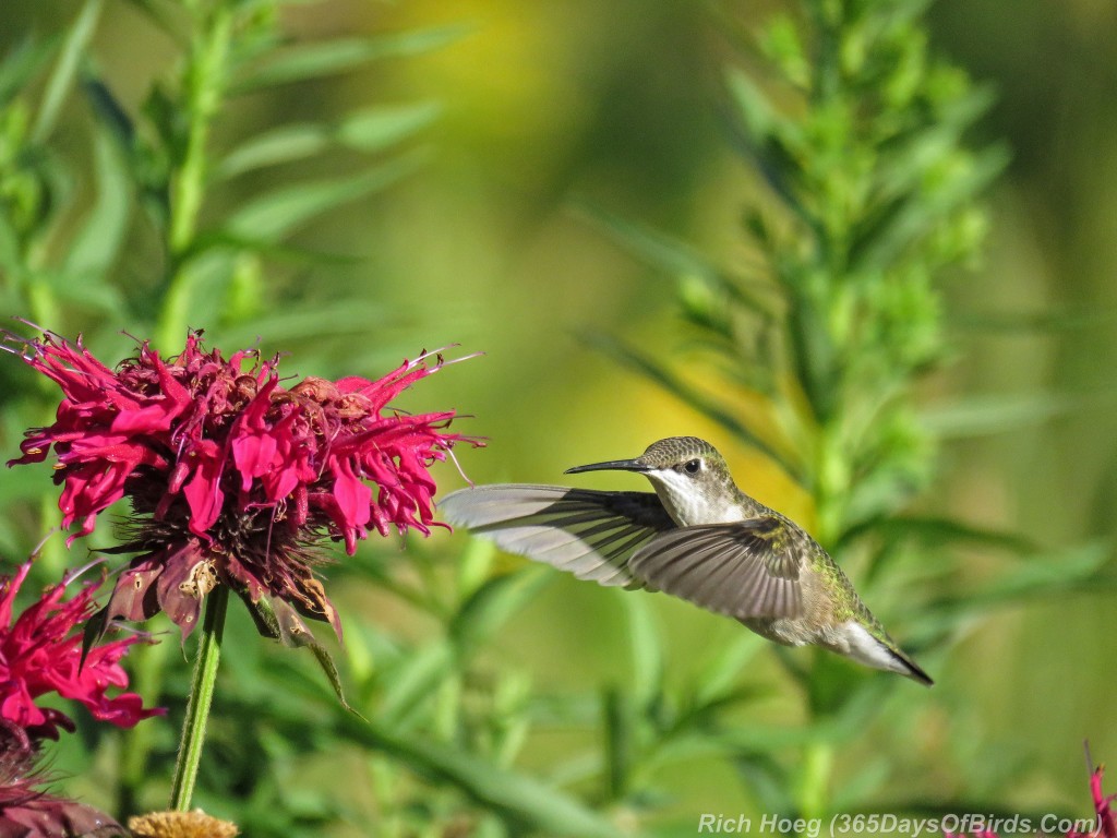 Y2-M08-Ruby-Throated-Hummingbird-Studies-1