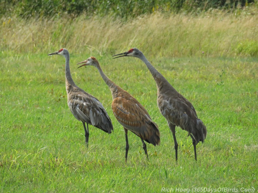 Y2-M08-Sandhill-Crane-Family-1