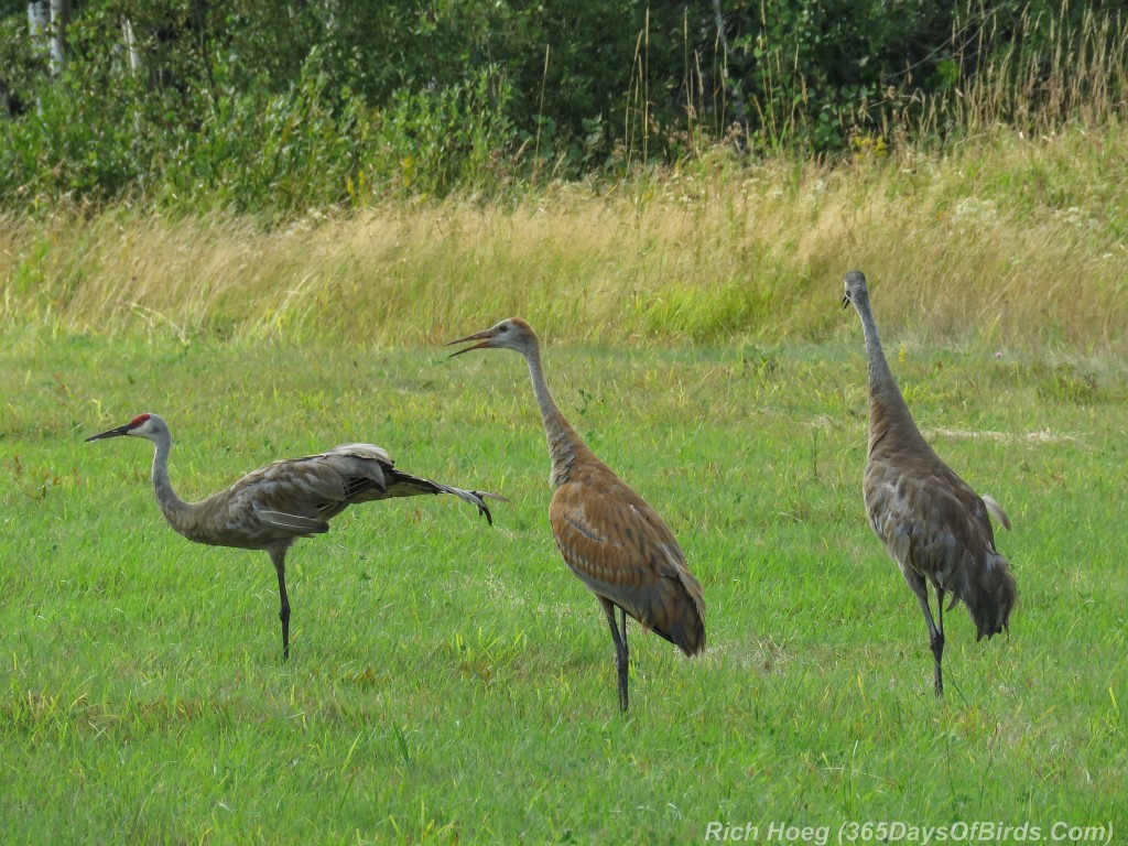 Y2-M08-Sandhill-Crane-Family-2