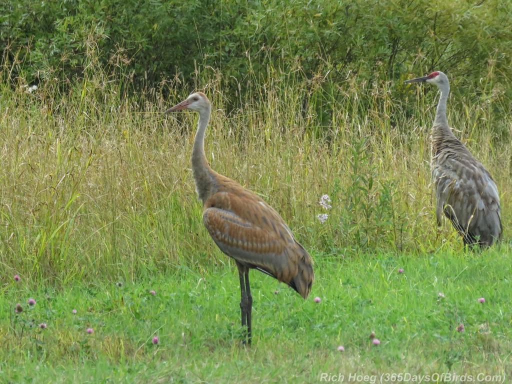 Y2-M08-Sandhill-Crane-Family-4