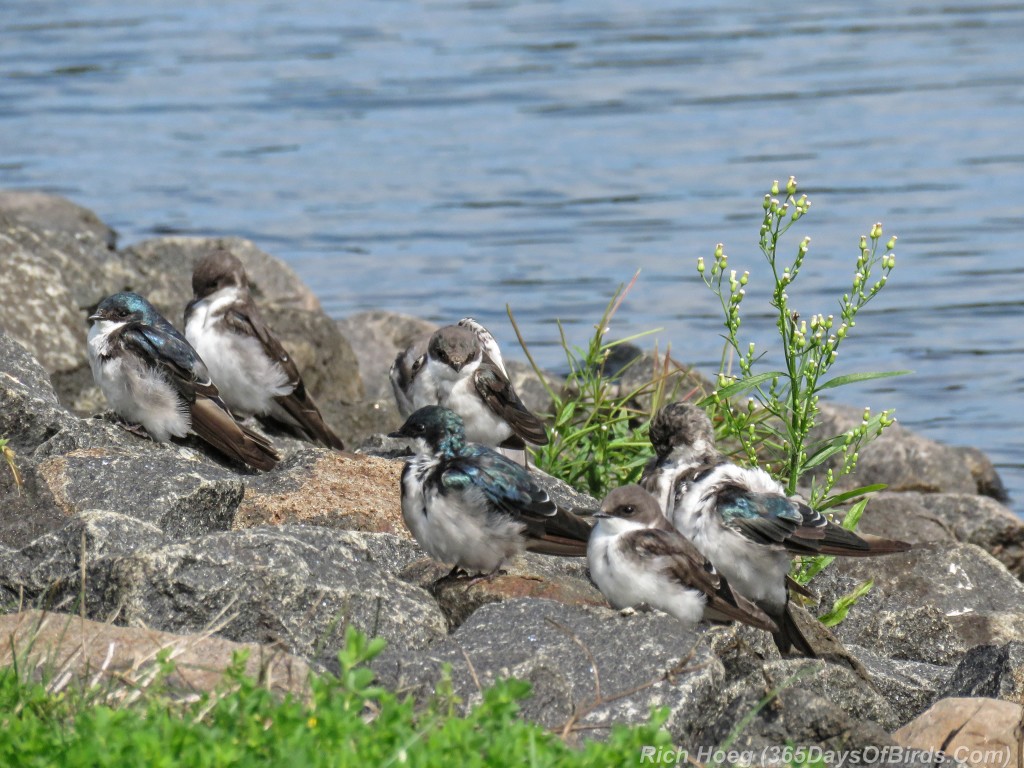 Y2-M08-Tree-Swallows-Wind-Blown