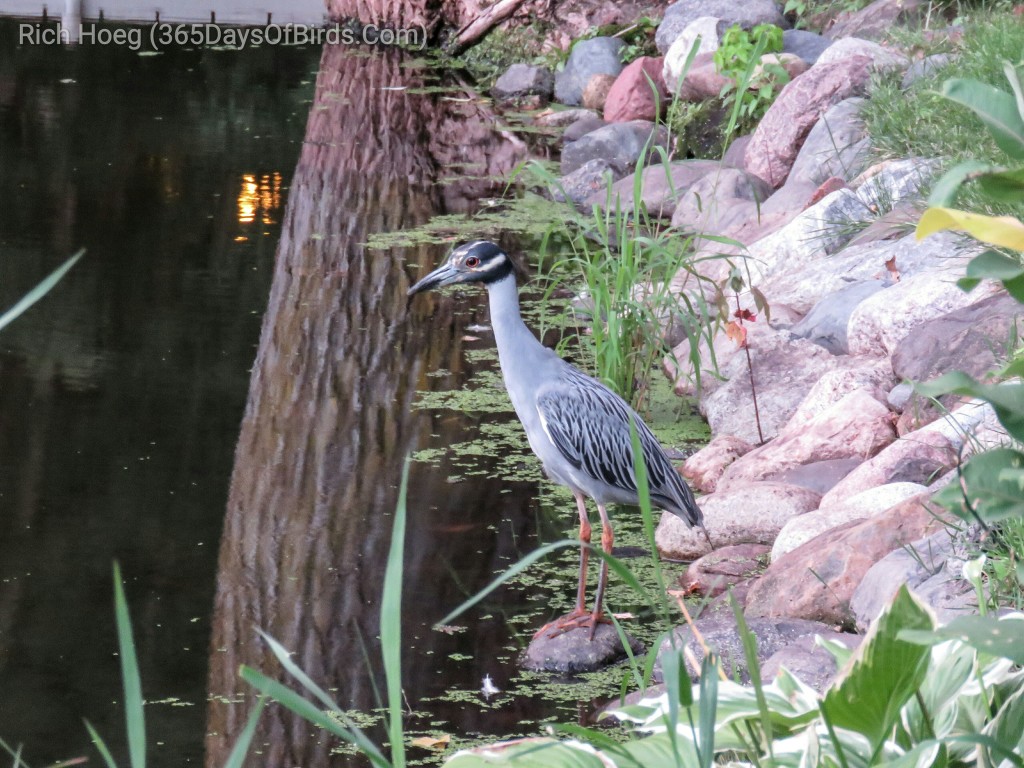 Yellow-Crowned-Night-Heron_wm