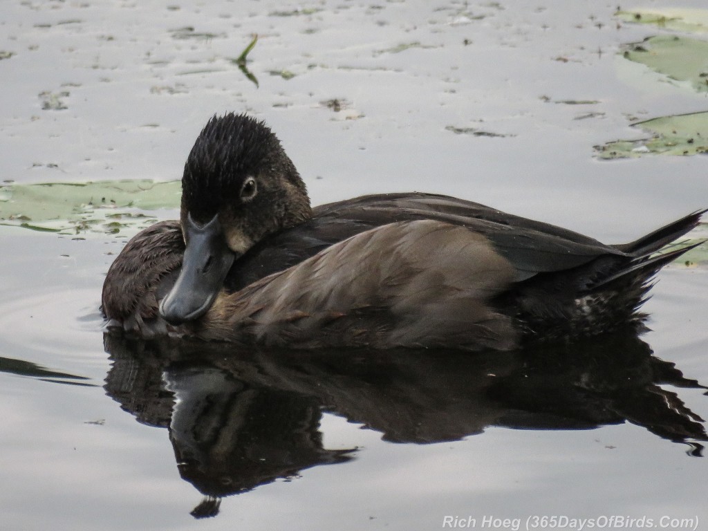Y2-M08-Ring-Necked-Duck