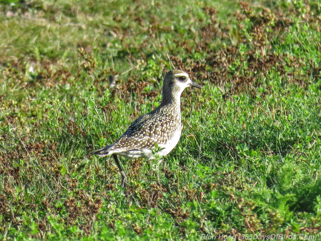 Y2-M09-American-Golden-Plover-2