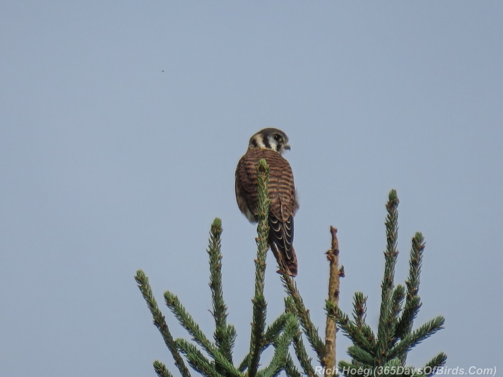 Y2-M09-American-Kestrel