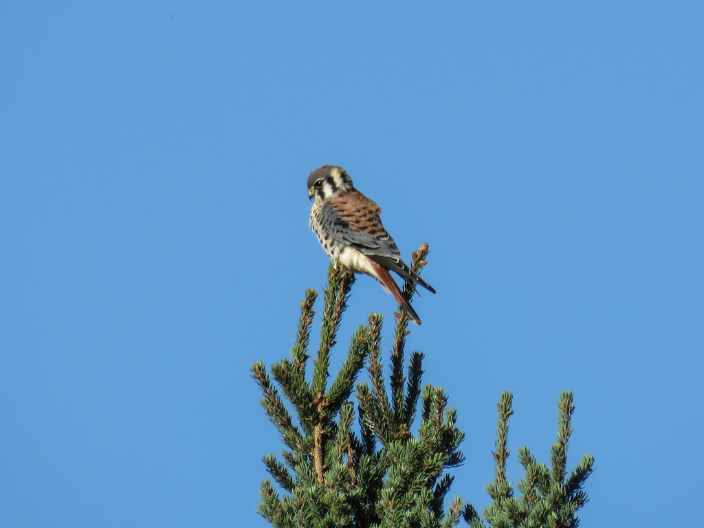 Y2-M09-American-Kestrel-3