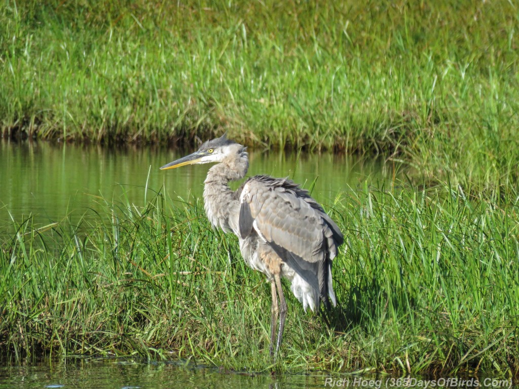 Y2-M09-Great-Blue-Heron