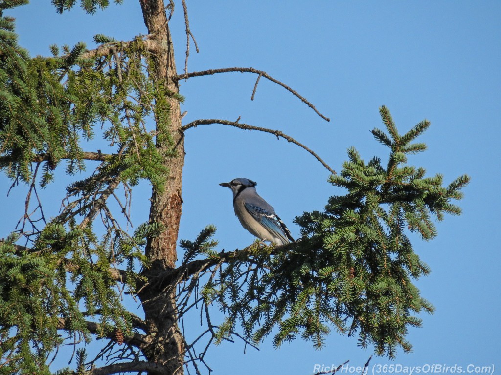 Y2-M09-Hawk-Ridge-Blue-Jay