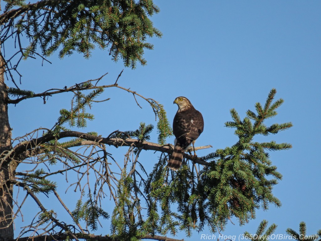 Y2-M09-Hawk-Ridge-Sharp-Shinned-Hawk