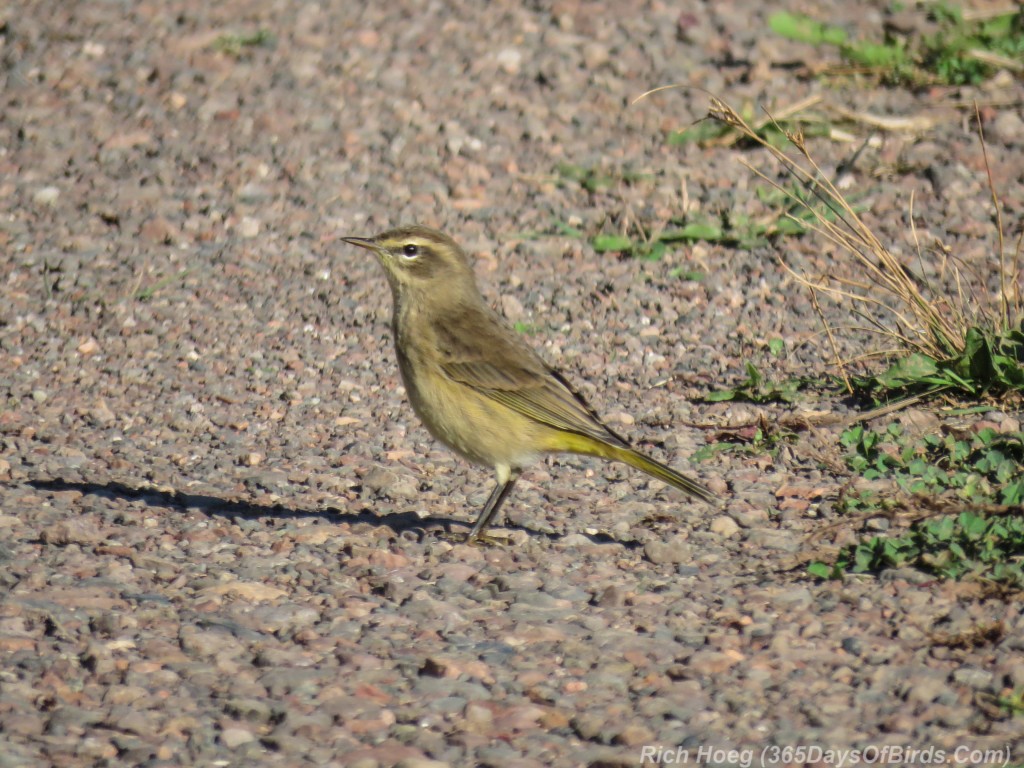 Y2-M09-Palm-Warbler