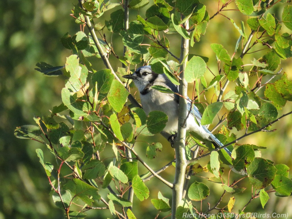 Y2-M09-Peak-a-Boo-Blue-Jay